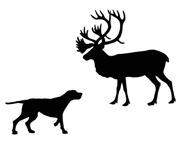 Két állatok, és a caribou találkozik fac — Stock Fotó