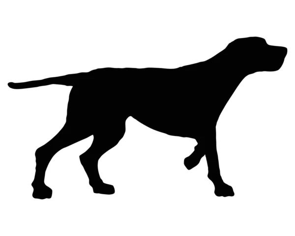 A silhueta preta de um cão de caça no whit — Fotografia de Stock