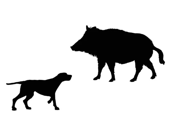 Dois animais, cão de caça e javali se encontram face t — Fotografia de Stock