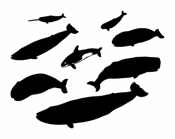 Kilka wielorybów — Zdjęcie stockowe