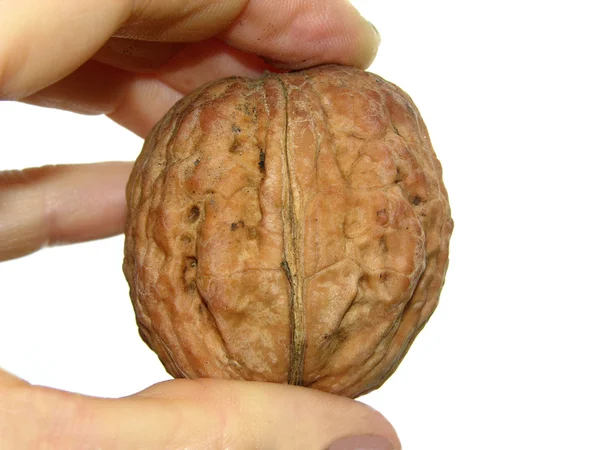 Jeden ořech mezi prsty zařízení woma — Stock fotografie