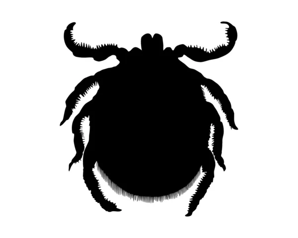 The black silhouette of a tick on white — Stock Photo, Image