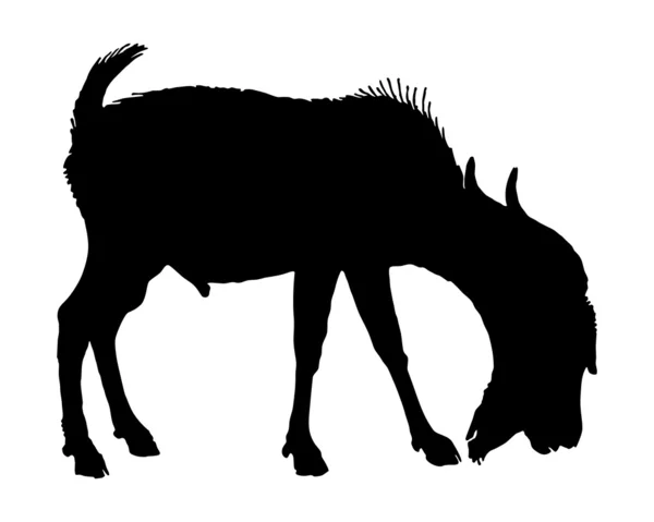 A silhueta preta de uma cabra careca em — Fotografia de Stock