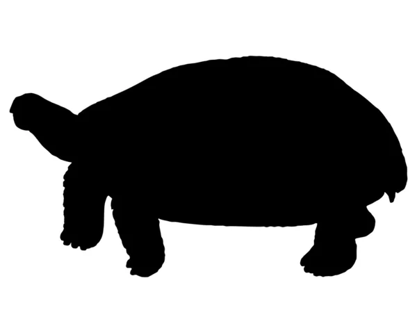 La silueta negra de una tortuga — Foto de Stock