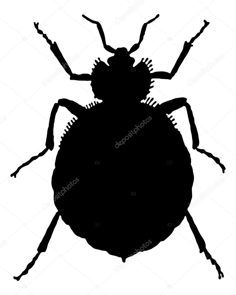 The black silhouette of a bedbug as illu