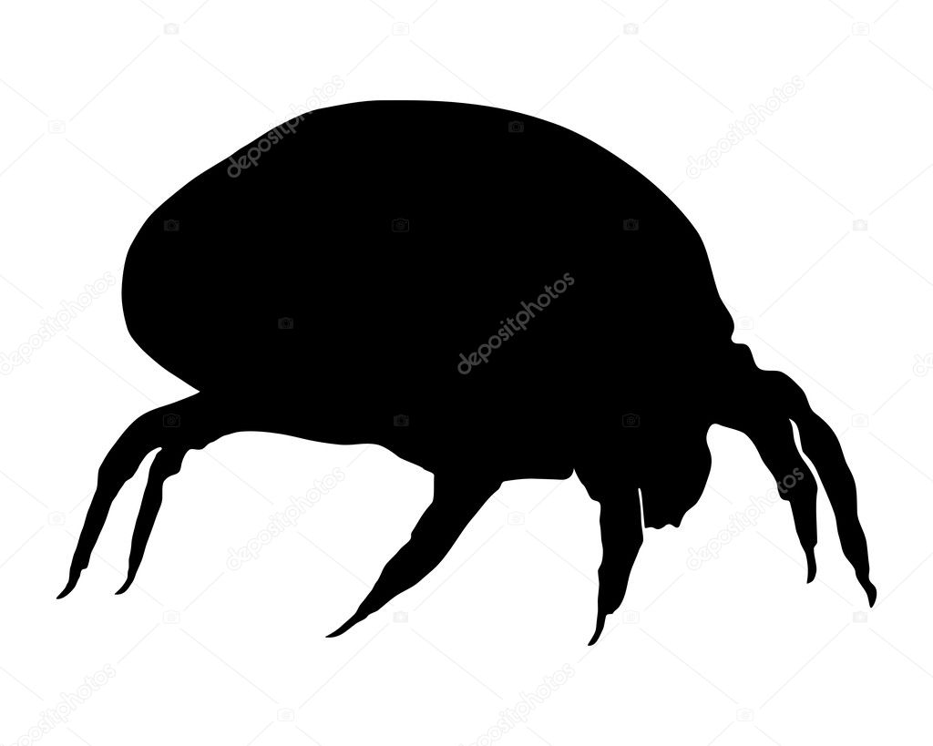 The illustration of a house dust mite