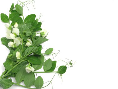 White blooms of a snow pea on white back clipart