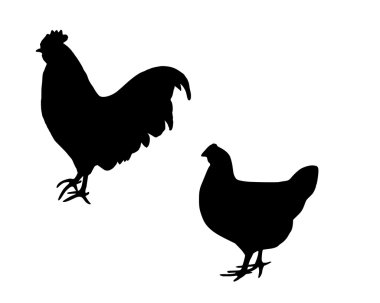 Cock and hen clipart