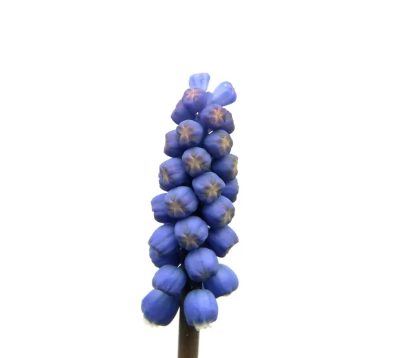 Один-единственный цветущий виноградный гиацинт на W — стоковое фото