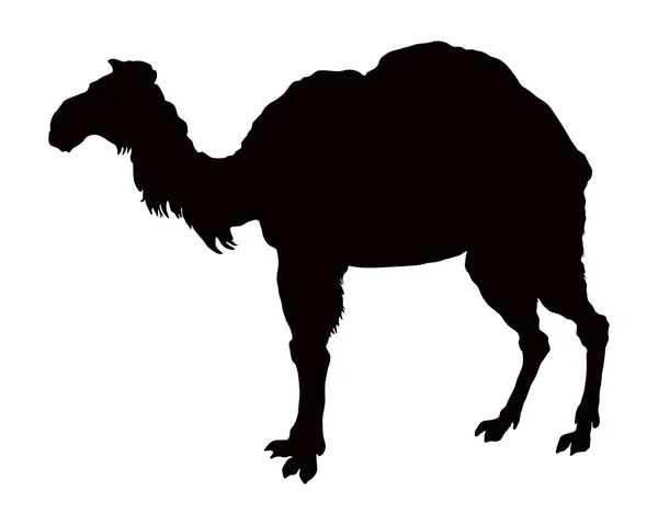 Het zwart silhouet van een kameel op wit — Stockfoto