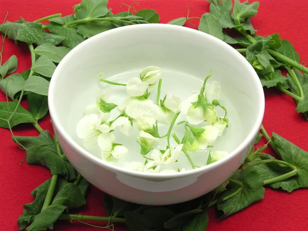 White blooms of a snow pea in a bowl of — Stock Photo, Image