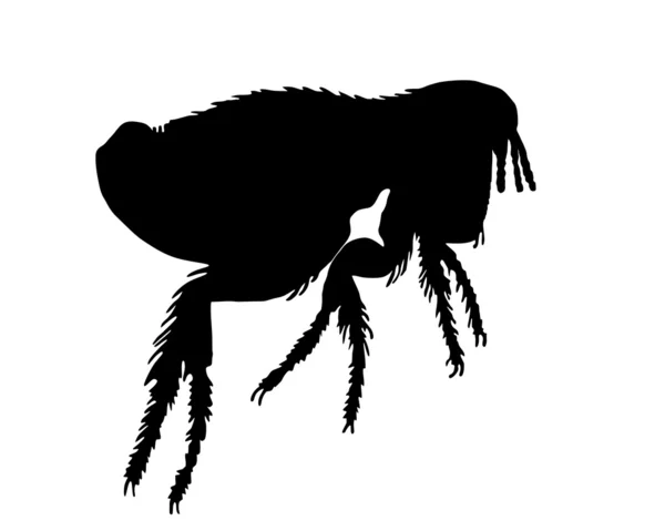 The black silhouette of a dog flea — Stock Photo, Image