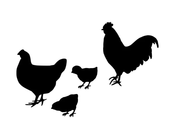 Polla y gallina y pollitos — Foto de Stock