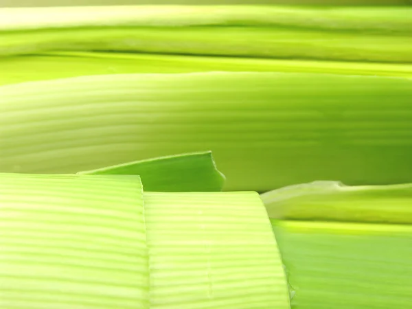 Green leek in a very close-up view — Stock Photo, Image