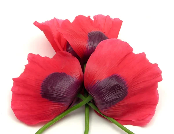 Three poppy flowers with crossed peduncl — Stock Photo, Image