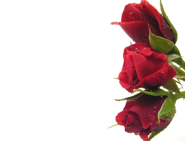 Tres rosas rojas con gotas de agua en el r — Foto de Stock