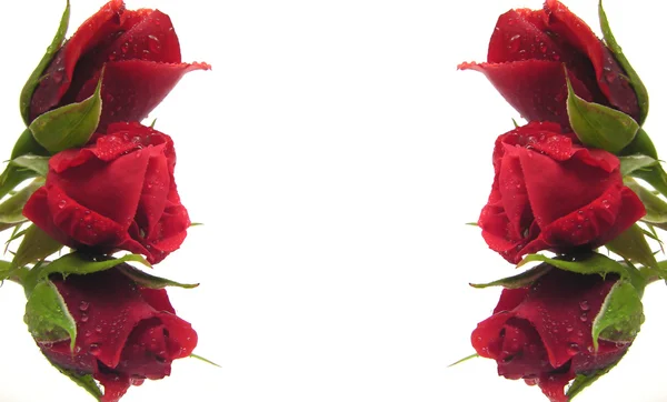 Red roses on the left and right side bu — Stock Photo, Image