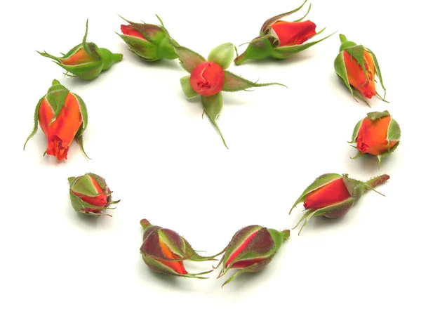 Rose buds arranged as heart on white — Stock Photo, Image