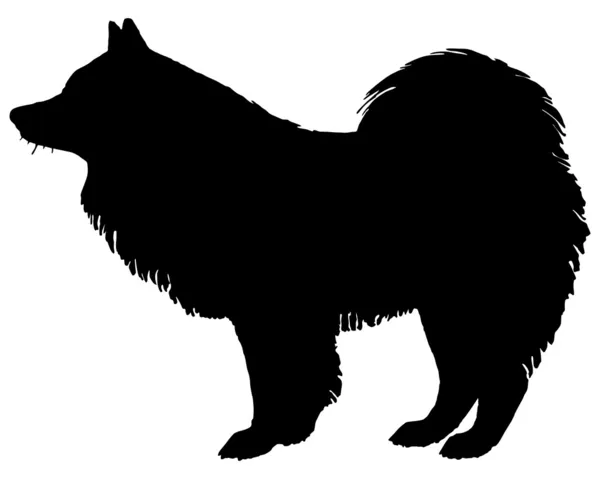 La silueta negra de un perro samoyedo — Foto de Stock