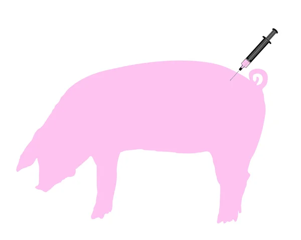 Swine gets an inoculation because of swi — Stock Photo, Image
