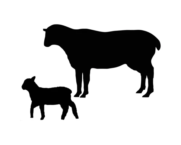 As silhuetas pretas de uma ovelha e um l — Fotografia de Stock
