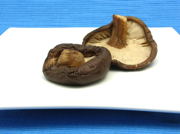 Shiitake on white plate and blue backgro — Stock Photo, Image