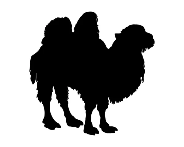 Черный силуэт бактрийского верблюда — стоковое фото