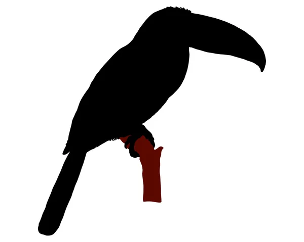 Czarna sylwetka Tukan siedzący — Zdjęcie stockowe