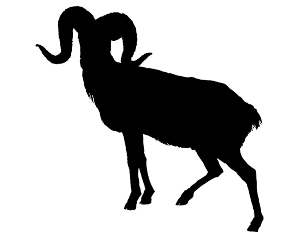 La silueta negra de un carnero sobre blanco —  Fotos de Stock