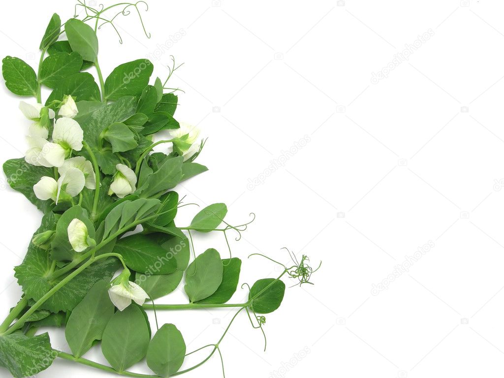 White blooms of a snow pea on white back