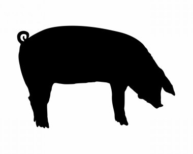 Pig clipart