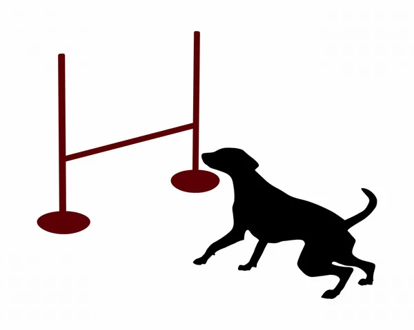 Cão está pulando sobre um obstáculo — Fotografia de Stock