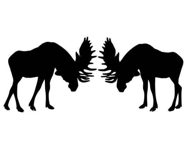 Rutting gedrag van moose — Stockfoto