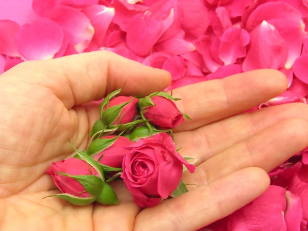 ピンクのバラの蕾が開いている手の — ストック写真