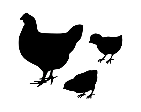 Kury i pisklęta — Zdjęcie stockowe