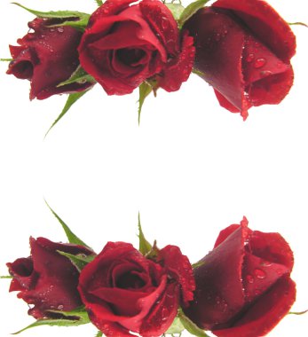 Red roses clipart