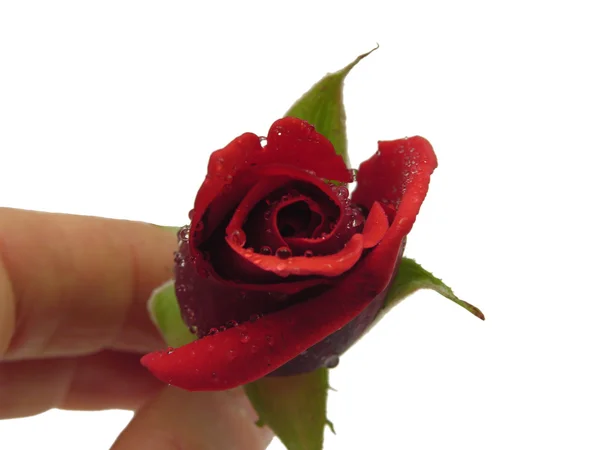Eine rote Rose mit der Hand halten — Stockfoto