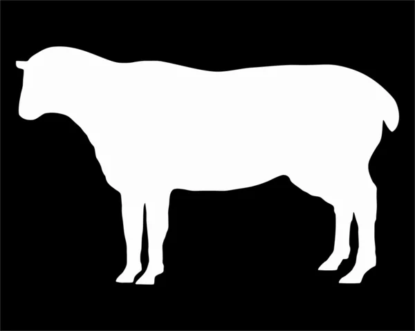 Белый силуэт овцы — стоковое фото