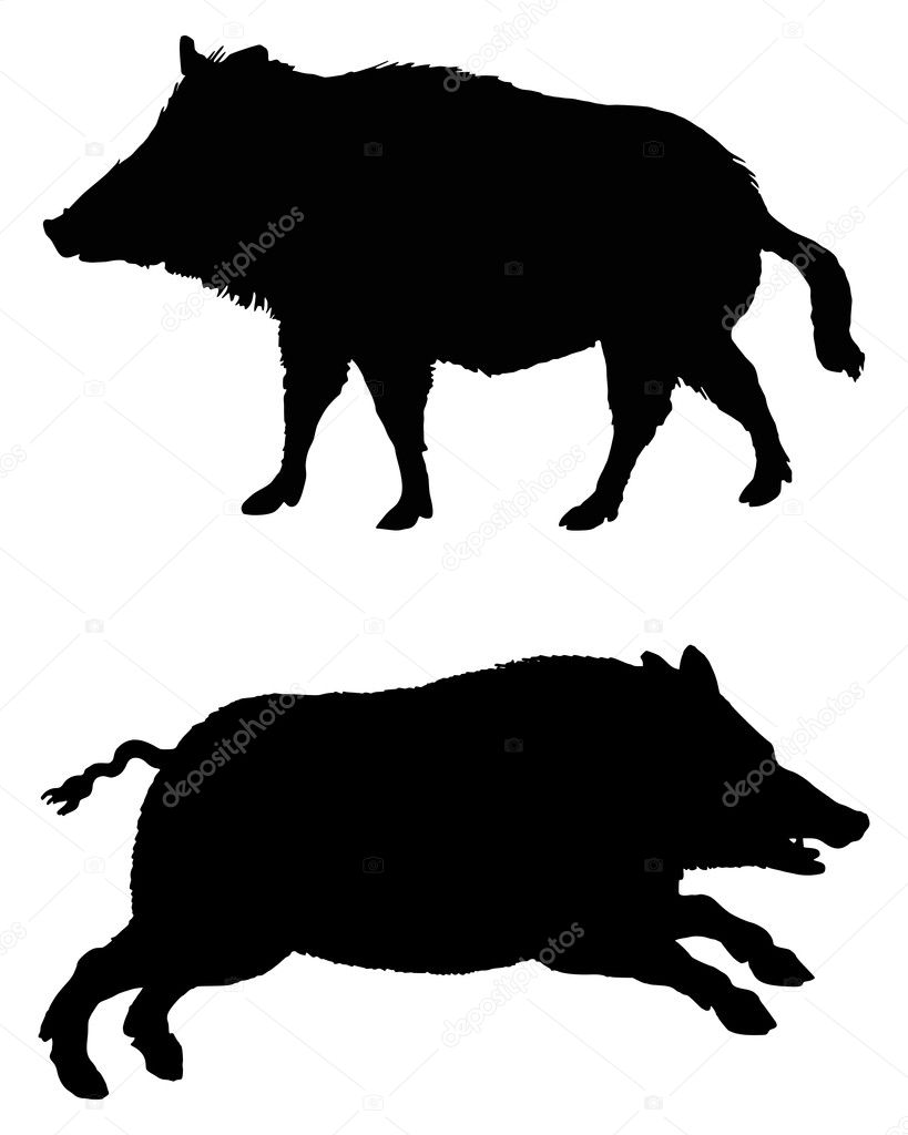 Two boars on white
