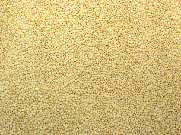 Close-up view on amaranth — Stock Photo, Image