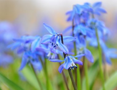 Squill flowers clipart