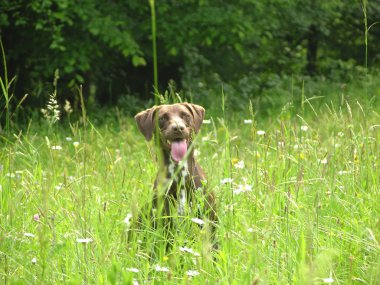 Açık şehir dışında kahverengi köpek