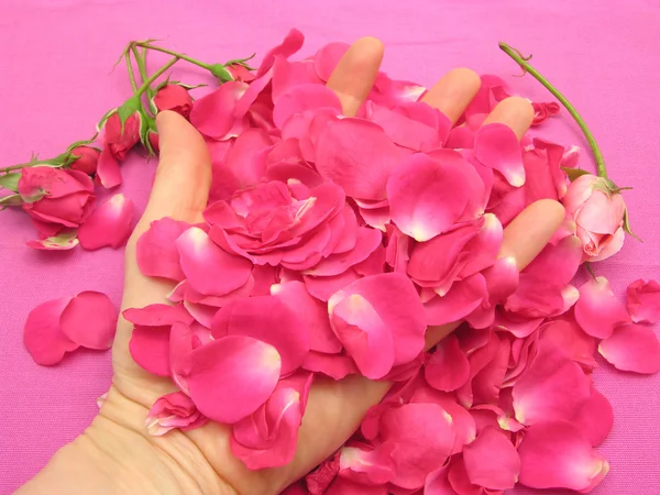 Różowe pąki róży i płatki w otwartej dłoni — Zdjęcie stockowe