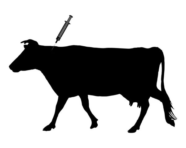 Cow gets an inoculation — Stock Photo, Image