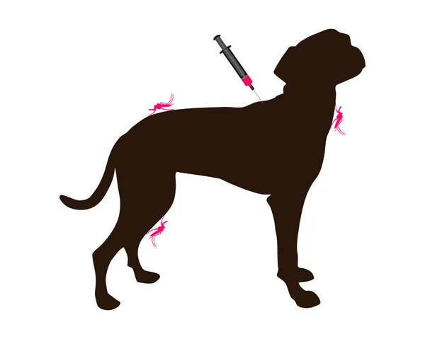 Le chien se fait vacciner — Photo