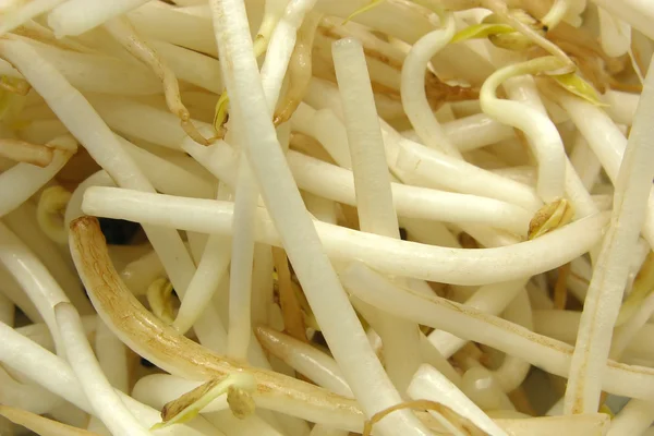 Sprouts of beans in a close-up view — Stock Photo, Image