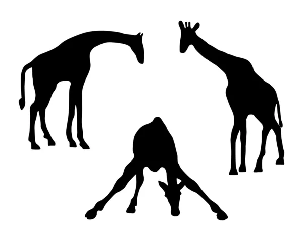 Tři žirafy — Stock fotografie