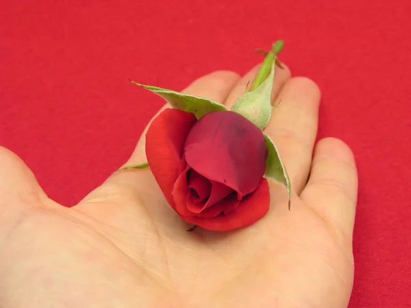 Κόκκινο τριαντάφυλλο μπουμπούκι στην παλάμη — Φωτογραφία Αρχείου