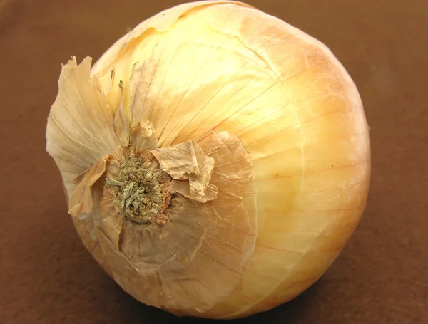 stock image One onion