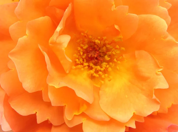 Pomarańczowy kwiat róży — Zdjęcie stockowe
